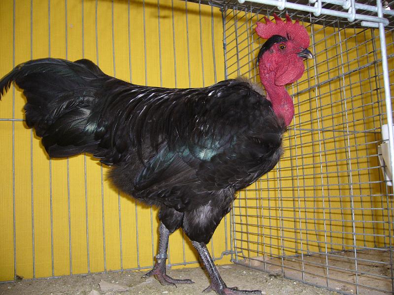 Hannover 2008 223.jpg - Nackthalshühner schwarz von Peter Risch Preis sg 95 SE